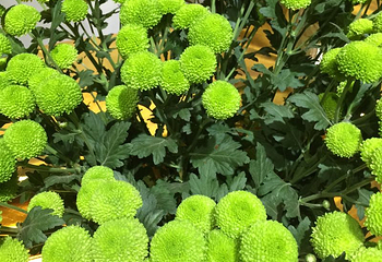 嵩明菊花展览会第 10 张图片
