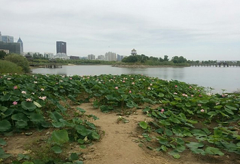 金河湾湿地植物园第 22 张图片