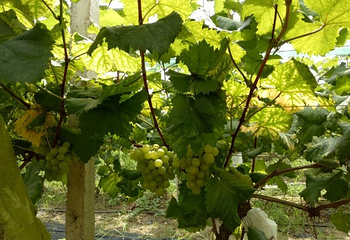 香蜜山果庄第 11 张图片
