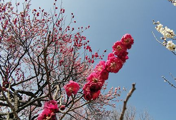 梅花山第 40 张图片