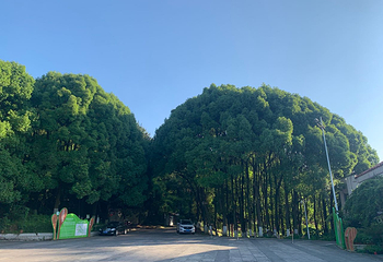 贵阳药用植物园第 11 张图片