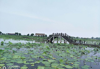 焦岗湖国家湿地公园第 54 张图片
