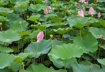 灵山莲花温泉度假区第 36 张图片
