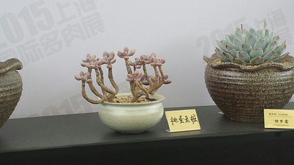 上海多肉植物展第 23 张图片