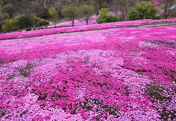 昆嵛山石门里景区第 12 张图片