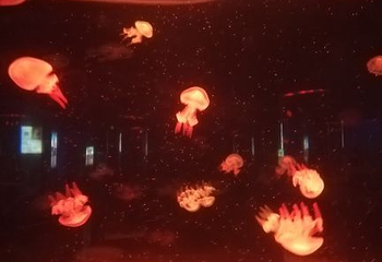 绵阳海底世界第 12 张图片