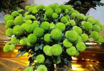 嵩明菊花展览会第 4 张图片