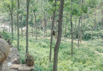 环翠峪风景名胜区第 22 张图片