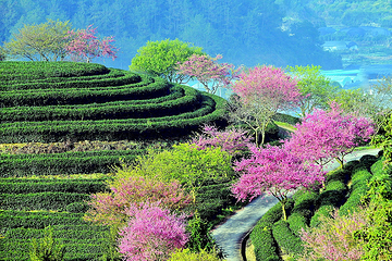 永福台品樱花茶园第 43 张图片