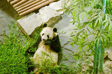 下渚湖熊猫园第 18 张图片