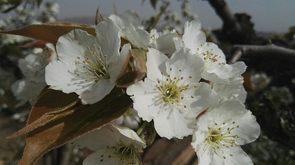 什川古梨园第 27 张图片