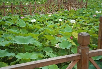 贾平凹故居第 2 张图片