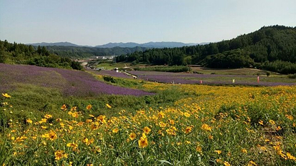 岗山花海第 29 张图片