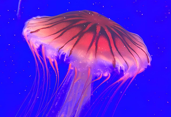 上海海洋水族馆第 226 张图片