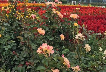 花语牧场第 17 张图片