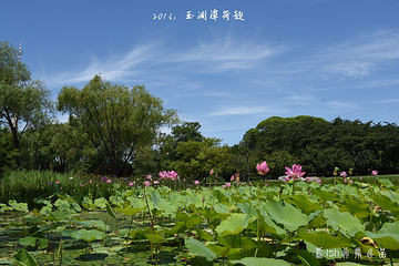 玉渊潭公园第 68 张图片