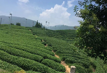 大木山茶园景区第 33 张图片