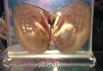 海南京润珍珠博物馆第 19 张图片