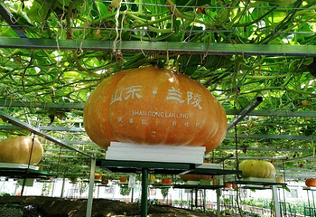 兰陵国家农业公园第 45 张图片