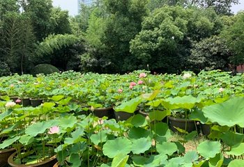 包公园第 64 张图片