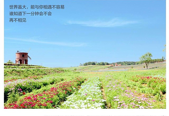 烟集花海薰衣草庄园第 13 张图片