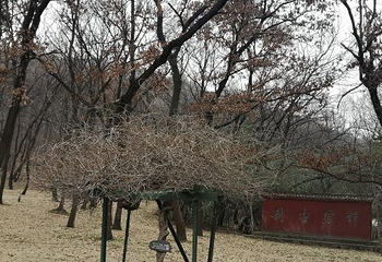 狼巷迷谷第 36 张图片
