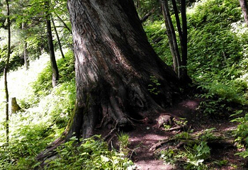 亚布力虎峰岭风景区第 77 张图片