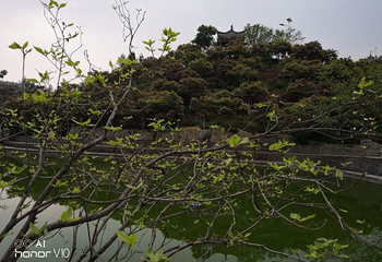 五洲园第 28 张图片
