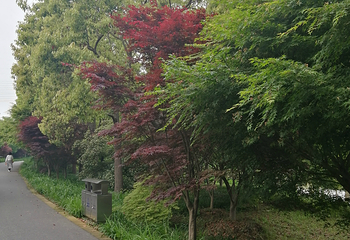 花开海上生态园第 32 张图片