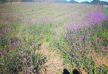 红池坝高山草场第 24 张图片