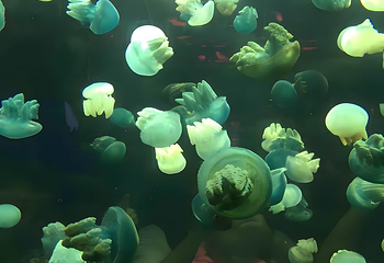 正佳极地海洋世界第 41 张图片