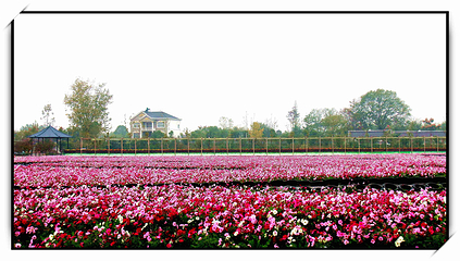 同心花海第 31 张图片