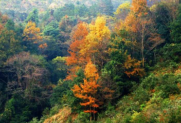 阳明山国家森林公园第 45 张图片