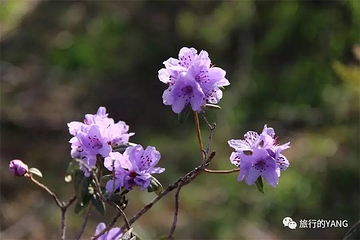 拉姆央措湖第 43 张图片