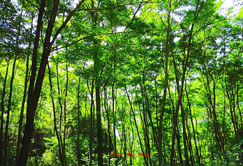 麦积山植物园第 2 张图片