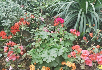 北大荒鹤城鲜花港第 18 张图片