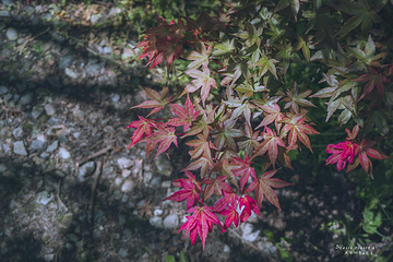 红枫基地第 24 张图片