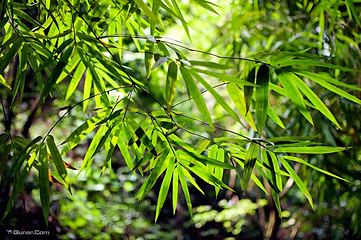 西樵山风景名胜区第 7 张图片