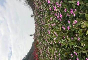 花海欢乐世界第 31 张图片