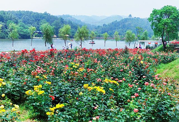 木兰玫瑰园第 42 张图片