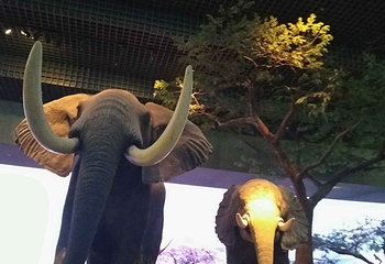 天津自然博物馆第 38 张图片