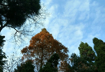 薤山国家森林公园第 21 张图片