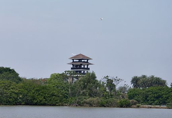 大湾区中央湿地公园第 56 张图片