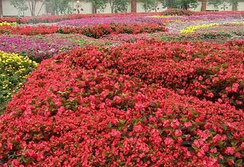 香家堡梦幻花世界第 13 张图片