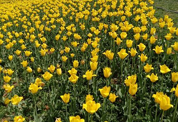 豪泽国际郁金香花海欢乐城第 55 张图片