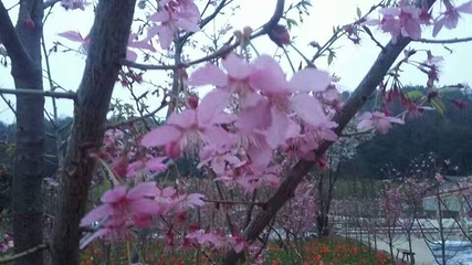绵阳盛世樱花悠乐谷第 39 张图片