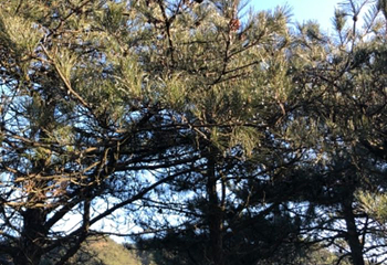 牛姆林生态旅游区第 50 张图片
