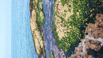 海驴岛第 53 张图片