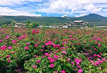 丽江花花色玫瑰庄园第 22 张图片