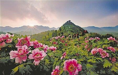 重庆垫江牡丹生态旅游区第 17 张图片